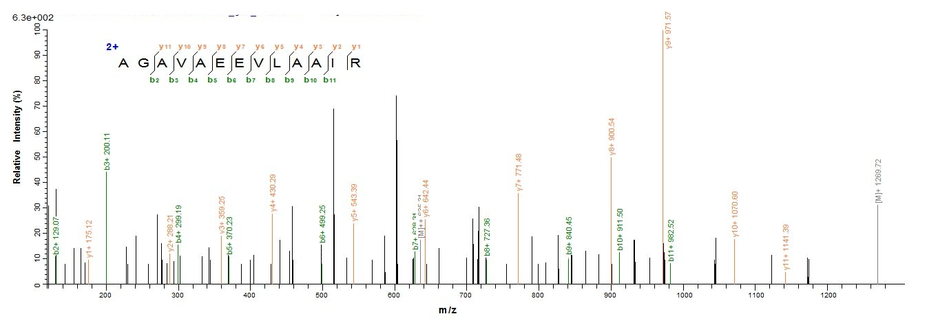 Human MDR1 protein