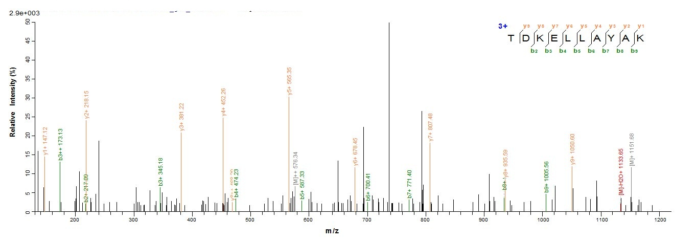 Human MDR1 protein
