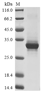 Mouse Aicda protein
