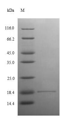 Human RNASE5 protein