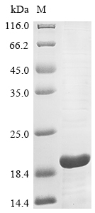 Human CD300LB protein
