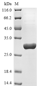 hamster GSTP1 protein