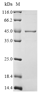 Mouse Hnrnpa2b1 protein