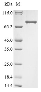 Mouse Ikzf2 protein