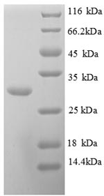 Human KLK10 protein