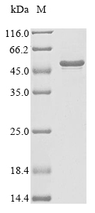 Human MAGEA6 protein