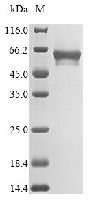 Human MATN3 protein