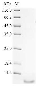 Human NPB protein