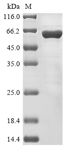 Rat Nup62 protein