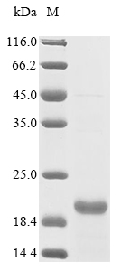 Mouse Oxytocin protein