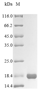 Human SLC2A1 protein