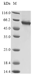 Human TRAF6 protein