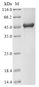 Bacteria Mycoplasma pneumoniae P3 protein