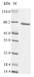 Plant LOC107913963 protein
