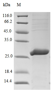 Virus Genome poly protein