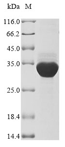 Plant LOC107899218 protein