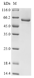 Plant At1g09870 protein