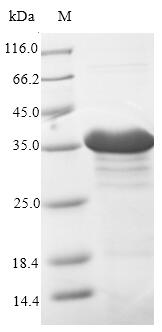 E. coli cfaB protein