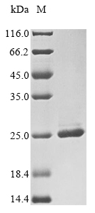 Plant GLU-1D-1D protein