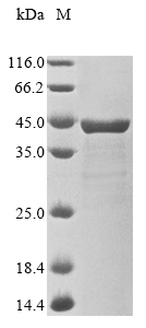 Bacteria ipaB protein