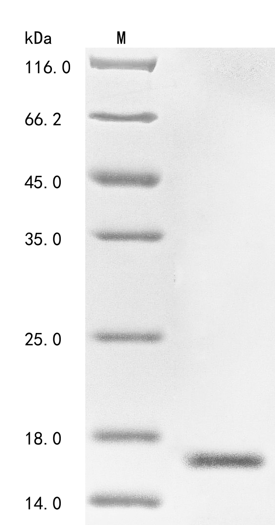 Animal Ts1 protein