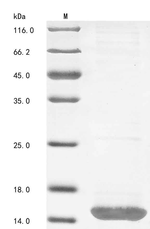 Animal LqqIT1 protein
