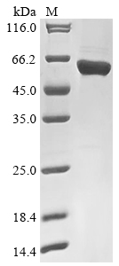 Virus Nucleo protein