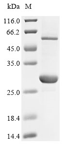 Insect Hypodermin-A protein