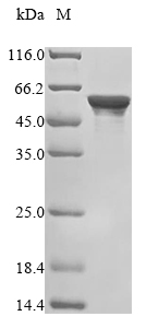 Human HNRNPH2 protein