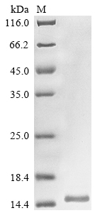 Animal Alpha-like toxin Lqh7 protein