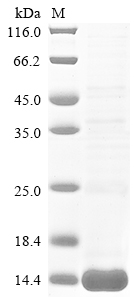 Animal Tb2-II protein
