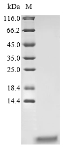 Insect MELT protein