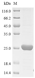 E. coli gam protein