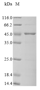 Bacteria fbpA protein