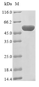 E. coli ampC protein