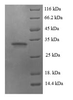 Virus gG US4 protein