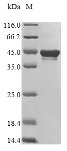 E. coli cre protein