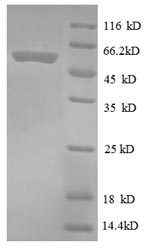 E. coli rpsB protein