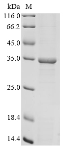 Bacteria lpxC protein