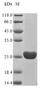 Plant Dau c 1 protein