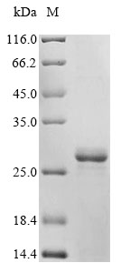 Fungi FCY1 protein