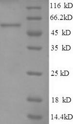 Human TRAP1 protein