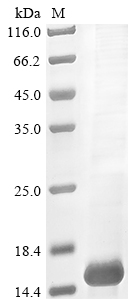 Animal Tz1 protein