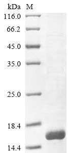 Animal BjaIT protein