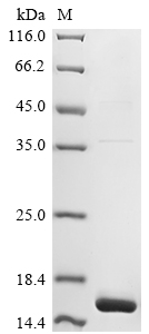 Animal Amm8 protein