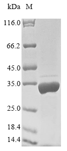 Human FILIP1 protein