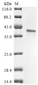 Algae GST protein