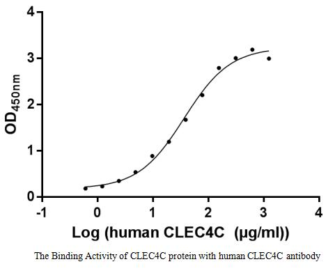 Human CLEC4C protein