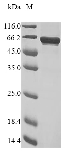 Human PRDM7 protein