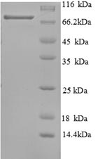 Human p63 protein